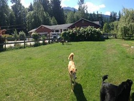chatham dog club